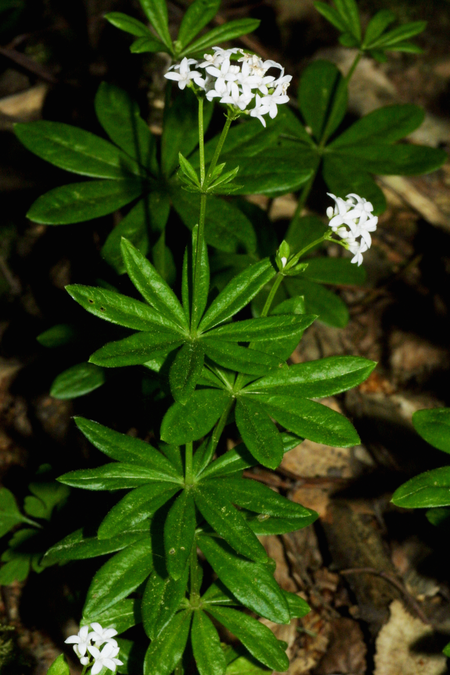 Waldmeisterpflanze