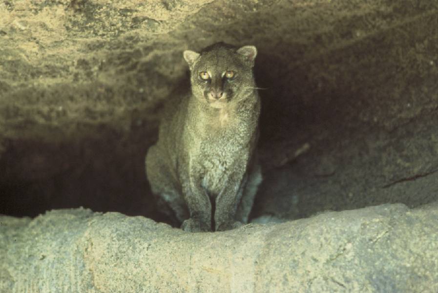 Not a jaguarundi yagouaroundi pet jul the An exotic pet marbled cat york, 