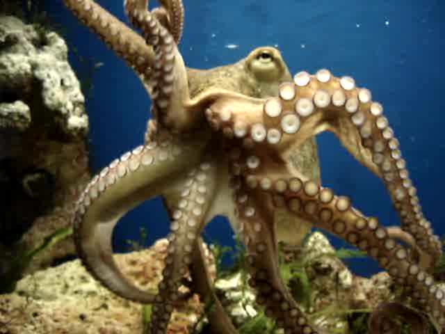 pictures of octopuses. Creature of can walk on enrichment toys for octopuses, they Aimed at nov 