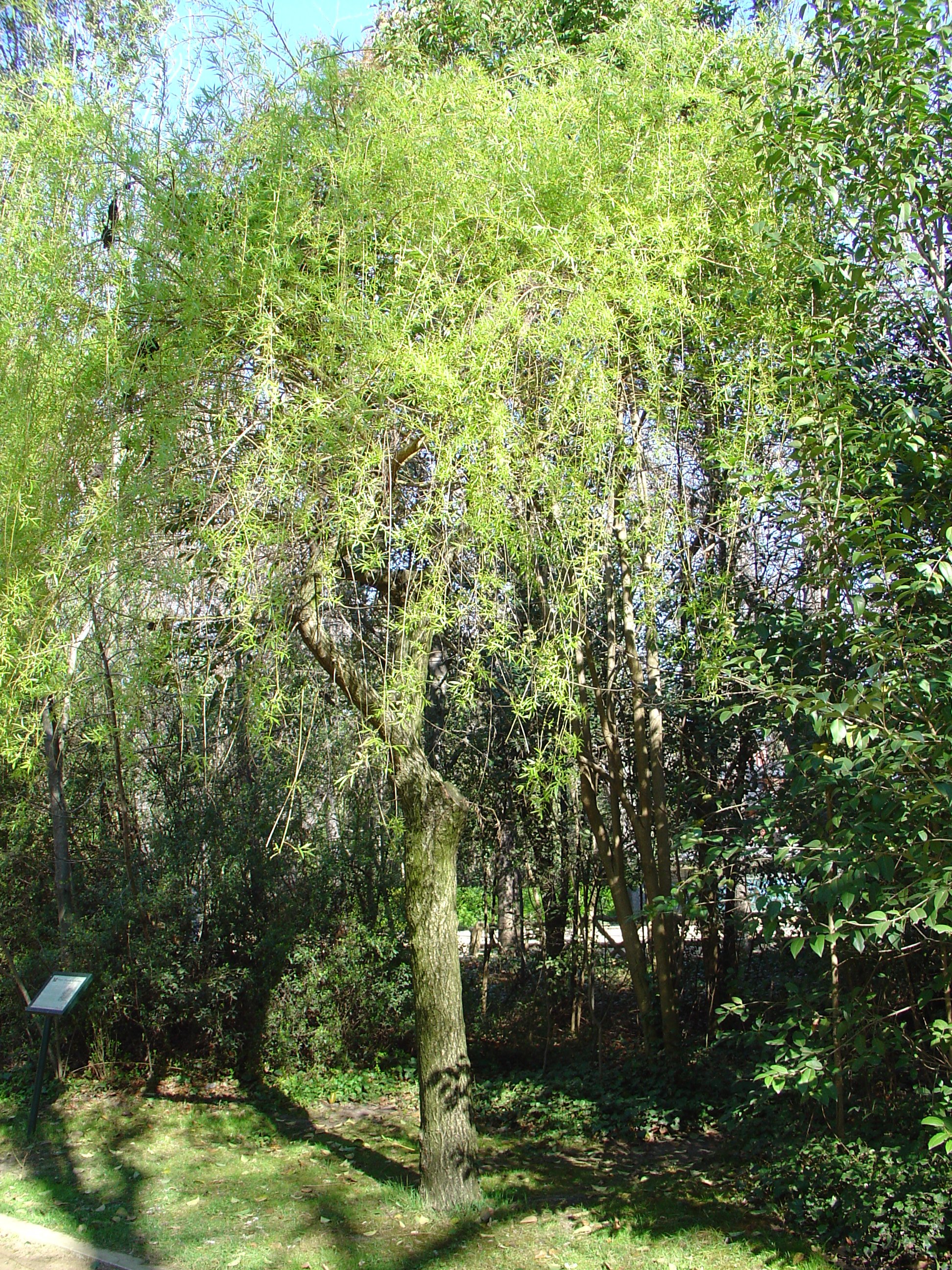 TrauerWeide