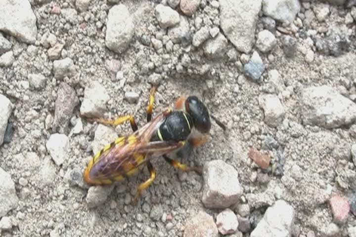 Bienenwölfe im Botanischen Garten.ogg