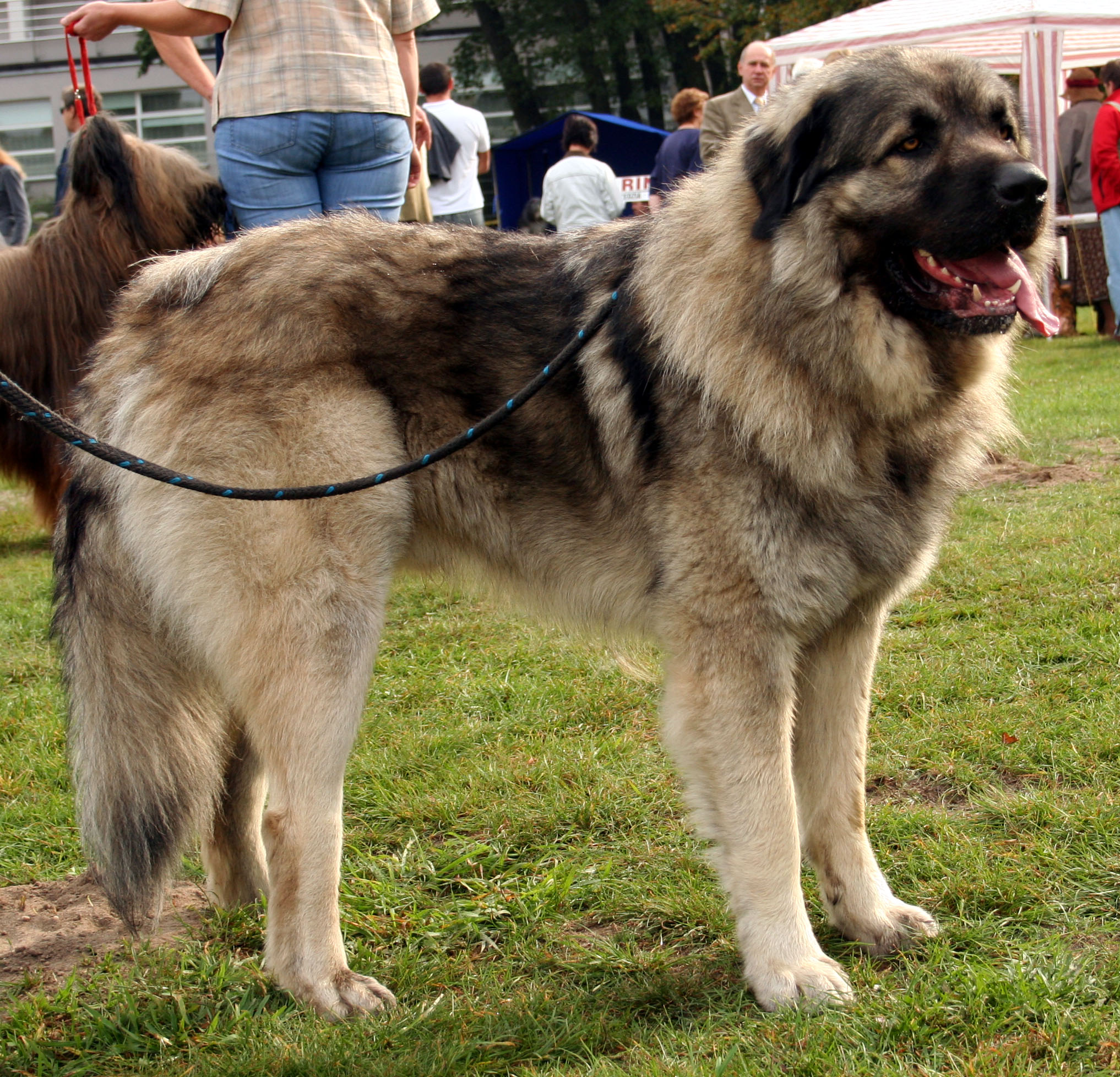 Sarplaninac - The Mighty Guardian Dog Breed 6 Sarplaninac Personality