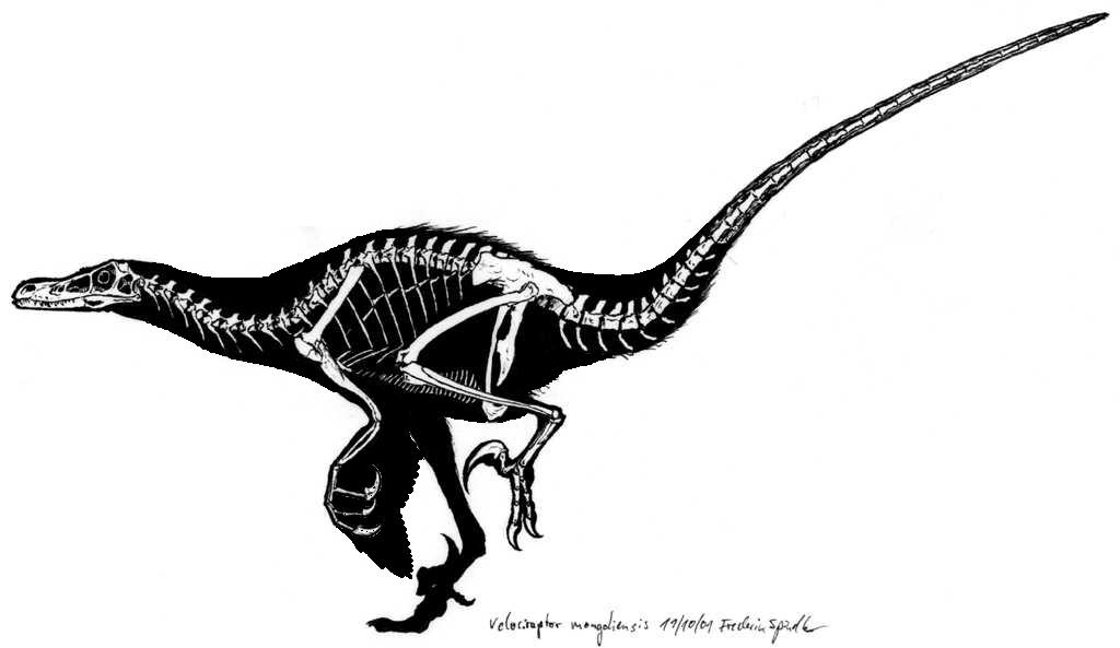 velociraptor_skelett.jpg