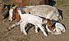 Boer goat with two kids.jpg