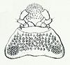 Chrysobothris affinis Reitter2.JPG