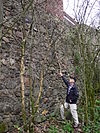 Dernbach Burgmauer 086.jpg