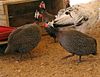 Helmeted Guineafowl and a cock.jpg