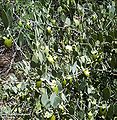 Simmondsia chinensis.jpg