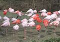 Hellabrunn Flamingos-1.jpg