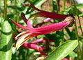 Lobelia laxiflora flower.jpg