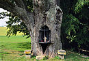 Oak at Hersberg, Luxemb 01.jpg