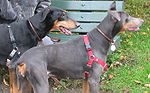 Doberman Pinschers black and blue.jpg