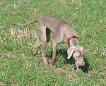 Weimaraner Freika-1.jpg