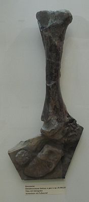 Ohmdenosaurus, Schienbein mit Fußwurzel