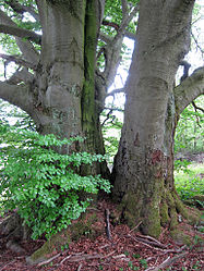 Buchen am Pilsterkopf, 4.jpg