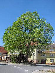 Dorflinde in Gauaschach.jpg