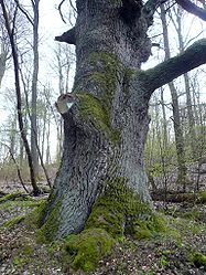 Heilsbergeiche bei Roßbach.jpg