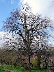 Linde am Friedhof bei Untereschenbach.jpg