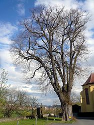 Linde am Kloster Altstadt, 1.jpg