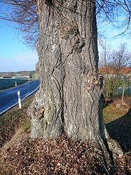 Linde bei Bildhausen, 1.jpg