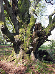 Riesenbuche bei Oberbach.jpg