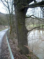 Zwölf Eichen bei Morlesau.jpg