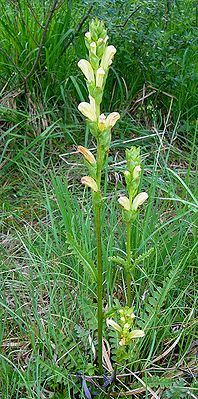 Karlszepter (Pedicularis sceptrum-carolinum)