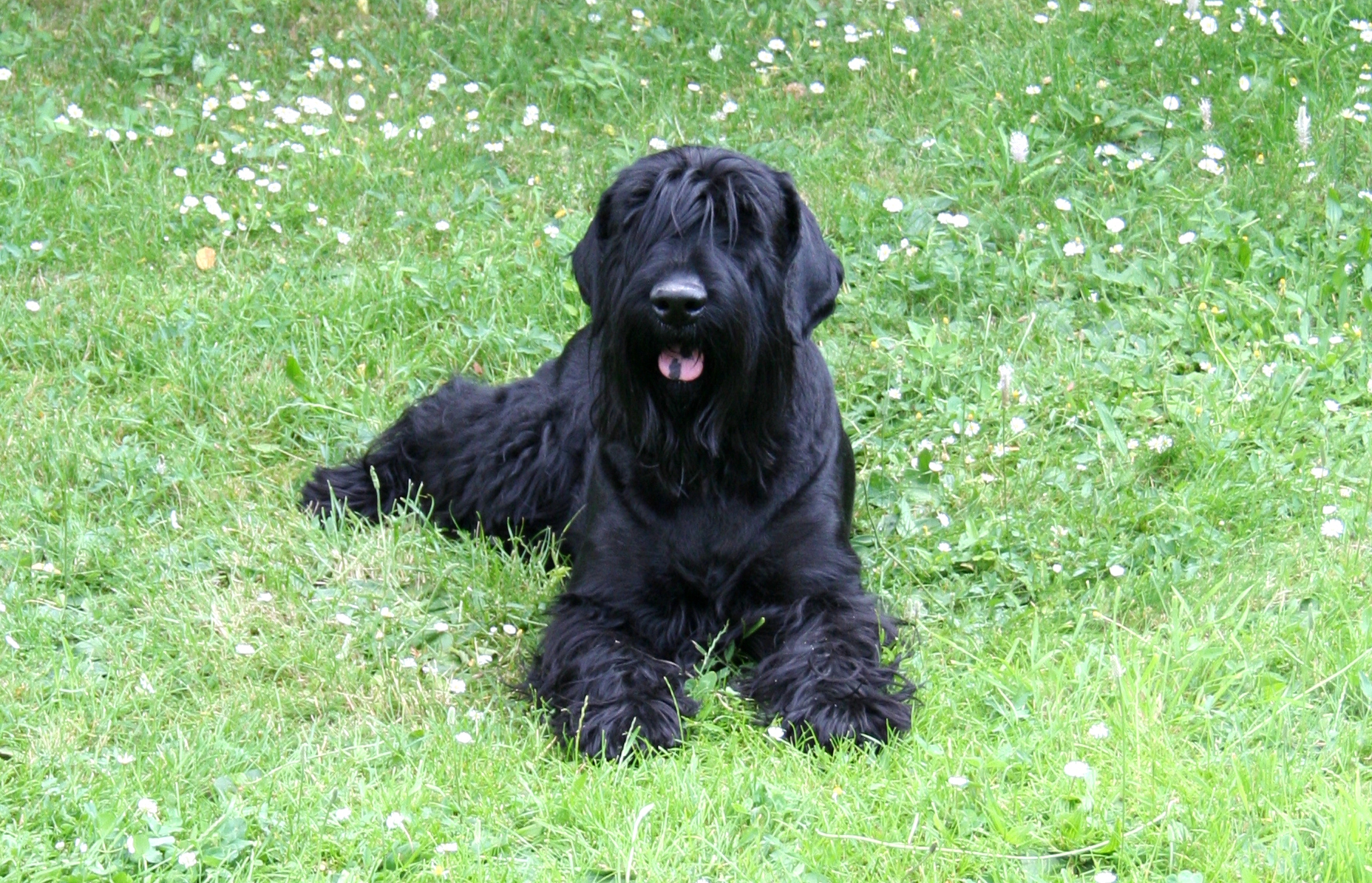 Riesen Schnauzer Riesen Schnauzer