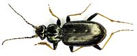 Loricera pilicornis bl2.jpg