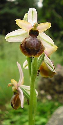 Aveyron-Ragwurz (Ophrys aveyronensis)