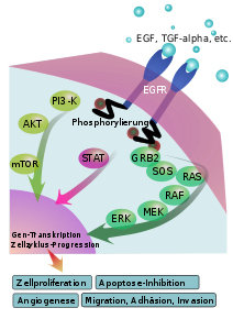 EGF-Rezeptor
