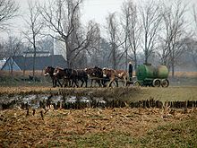 Amish - Here we go a-manuring by Gadjoboy.jpg