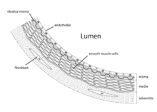 Anatomy artery.png