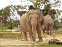 Asianelephant.jpg