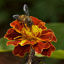 Asiatic-honey-bee.jpg