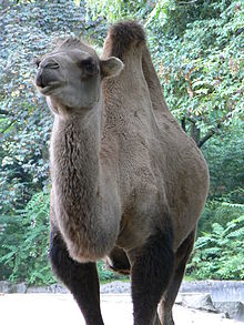 Camelus ferus Bactianus hamburg zoo.JPG