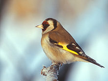 Carduelis carduelis (Lukasz Lukasik).jpg