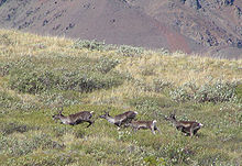Denali National Park Caribou Herd 1249px.jpg