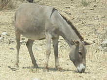 Donkey Equus asinus Tanzania 4806 cropped Nevit.jpg