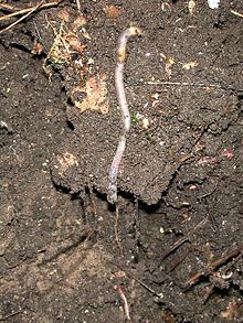Foto eines Regenwurms im Erdboden (Schnitt)