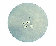 Foto von Bakterien mit Polysaccharid-Kapsel