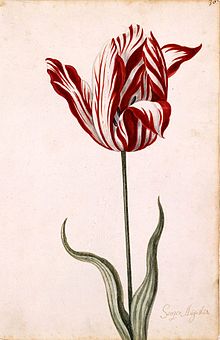Aquarell einer weiß-rot gestreiften Tulpe