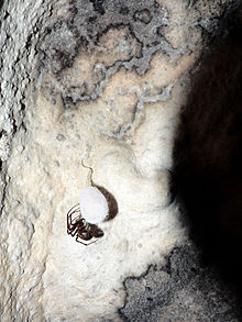Spider Cave by coolbrain.jpg