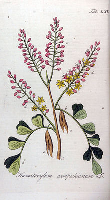 Blutholzbaum (Haematoxylum campechianum), Illustration