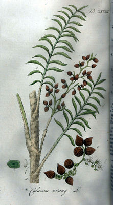 Rotangpalme (Calamus rotang)