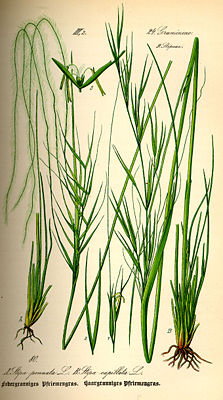 Grauscheidiges Federgras (Stipa pennata) links; Haar-Pfriemengras (Stipa capillata) rechts