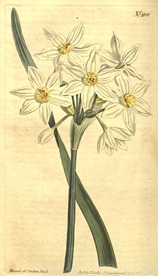 Italienische Narzisse (Narcissus italicus)