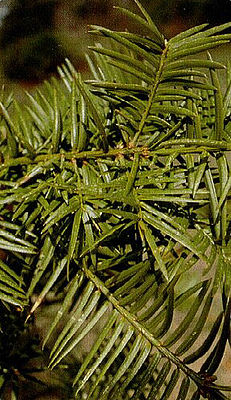 Eibenblättrige Nusseibe (Torreya taxifolia)