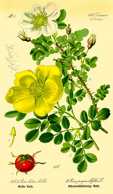 Rosa foetida (gelb, unten)