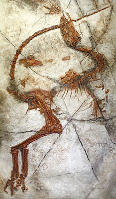 Fossil von Sinosauropteryx aus der frühen Kreidezeit von Ost-Asien mit Erhaltung von Federn